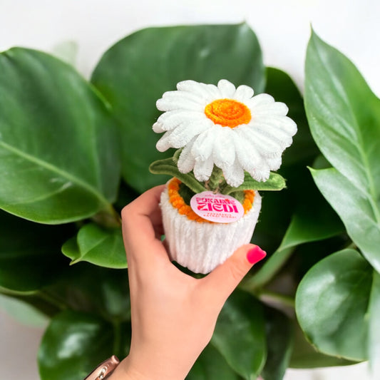 Pīpenīte - pūkainais puķu podiņš - Zelta Pūka